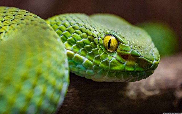 Green Tree Python - 3840x2400 Wallpaper - teahub.io
