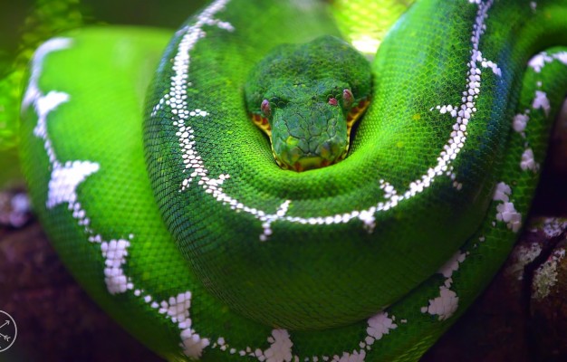 Python Django Wallpaper Hd - 2200x1375 Wallpaper - teahub.io