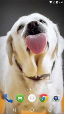 Dog Licking Screen Hd - 809x1436 Wallpaper - teahub.io