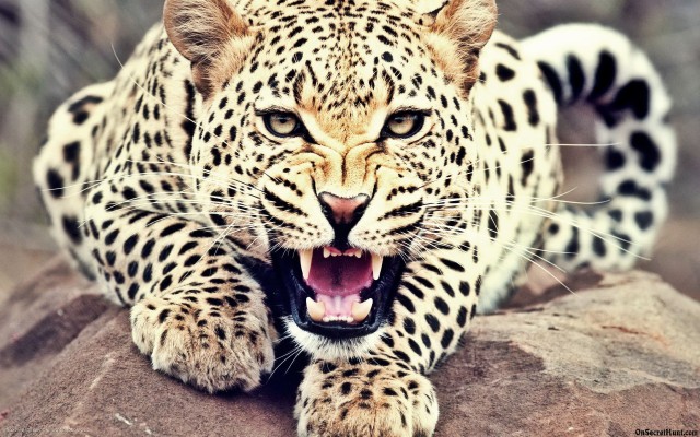 Roaring Leopard - 1920x1200 Wallpaper - teahub.io