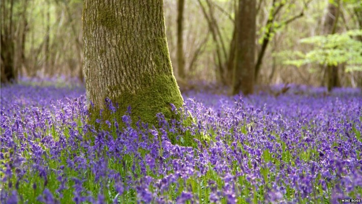 Bluebell Wallpaper - 1920x1080 Wallpaper - teahub.io