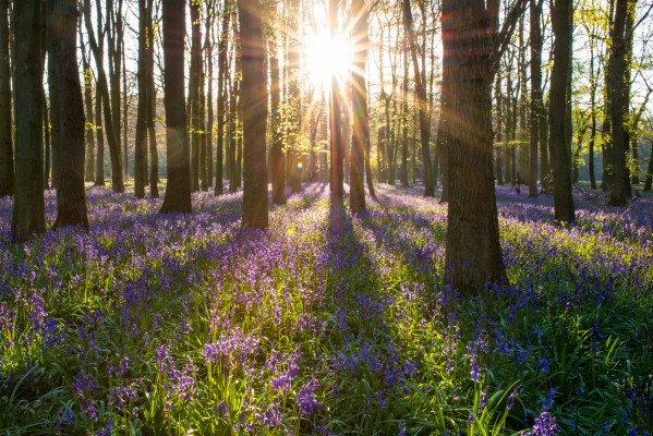 Natural Burial Ground - 6409x4273 Wallpaper - teahub.io