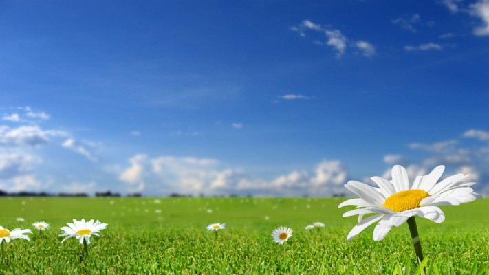 Beautiful White Flowers In Fields With Blue Sky Background - Grass And ...