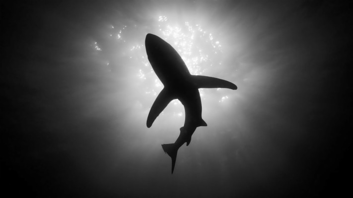 Underbelly Of A Shark - 1024x576 Wallpaper - teahub.io