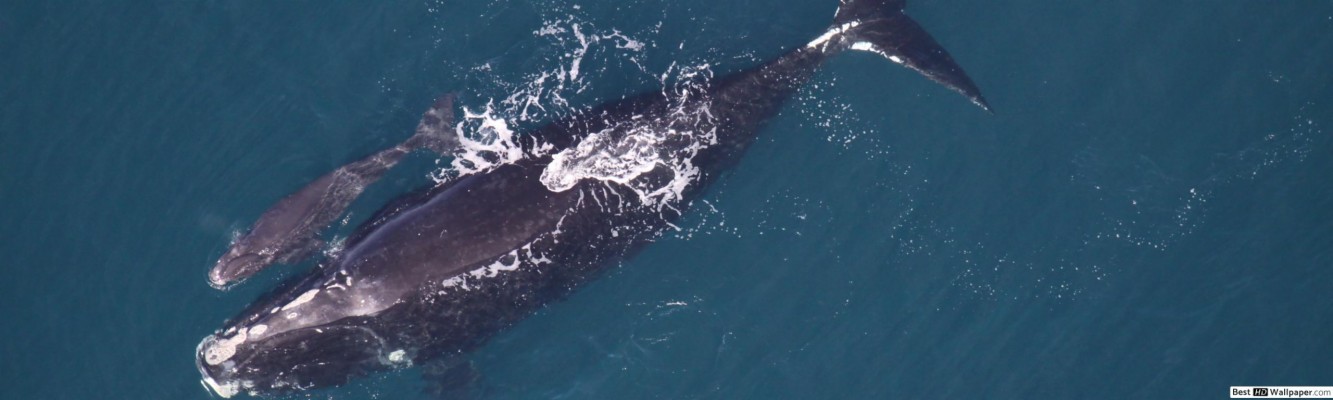 Clearwater Beach Whales - 2560x768 Wallpaper - teahub.io