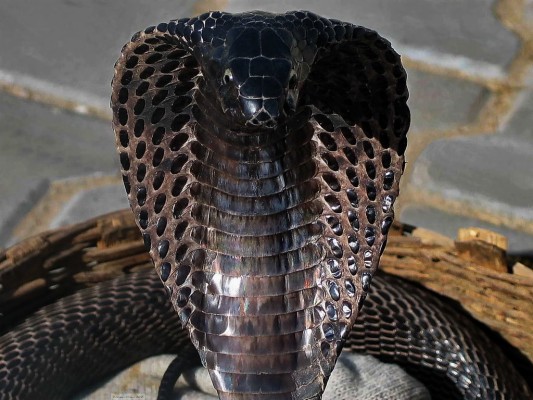 Dark Black Color Indian King Cobra 4k Wallpaper - 3840x2560 Wallpaper ...