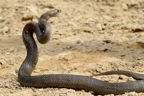 Eastern Brown Snake Australia Sydney September - 2500x1666 Wallpaper ...