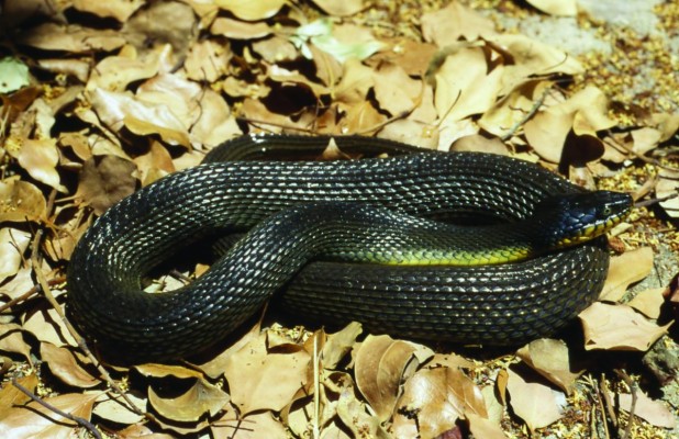 Black Snake Yellow Eyes - 1200x776 Wallpaper - teahub.io