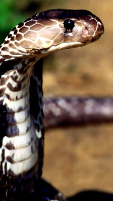 Wallpaper Snake, Cobra, Poisonous, Eyes - Danger Snake Hd Wallpaper ...