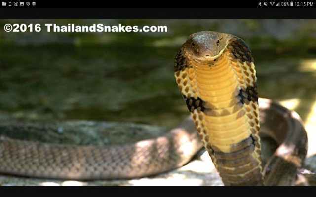 Difference Between King Cobra And Common Cobra