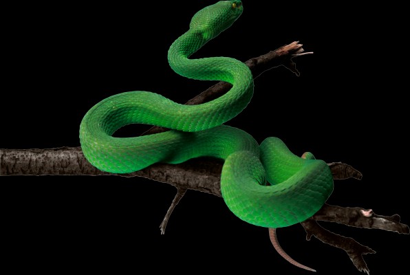 Green Snake Png Image - Green Snake Png Hd - 2466x1654 Wallpaper ...