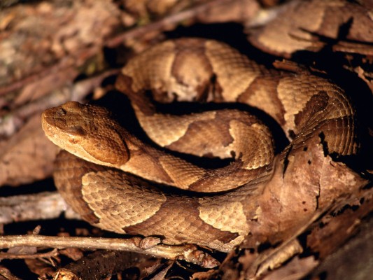 Camo Copperhead Snake - 1600x1200 Wallpaper - teahub.io