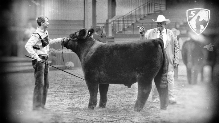 Livestock - 1920x1080 Wallpaper - teahub.io