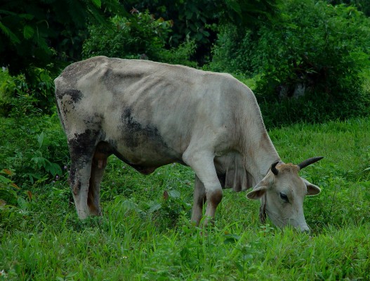Picture - Zebu - 1054x800 Wallpaper - teahub.io