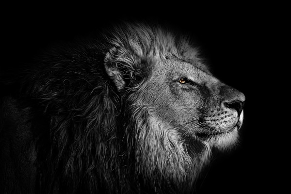 Epic Lion Hd Wallpapers (1080p, 4k) (37848) - Angry Lion Images Hd ...