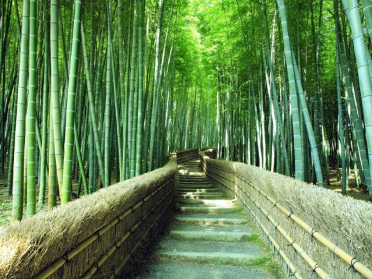 3 Wallpaper, Trail In A Bamboo Forest - Footpaths Windows Theme 