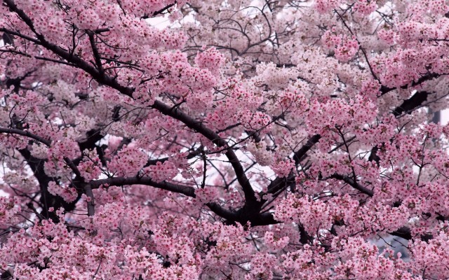 Sakura Flower Full Hd Wallpapers - Sakura Flower Wallpaper Hd ...