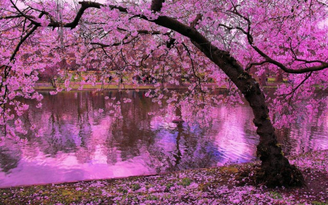 Awesome Sakura Tree Free Background Id - Background Cherry Blossom Tree -  1680x1050 Wallpaper 
