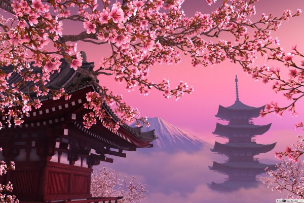Awesome Sakura Tree Free Background Id - Background Cherry Blossom Tree