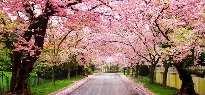 Shillong Cherry Blossom Festival - 1920x1080 Wallpaper - teahub.io