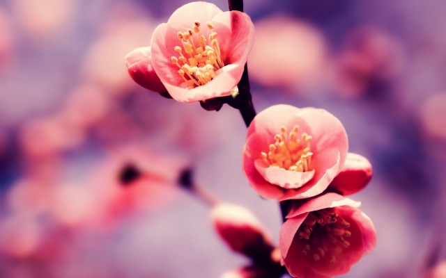 Cherry Blossom Beautiful Flowers - 1200x960 Wallpaper - teahub.io