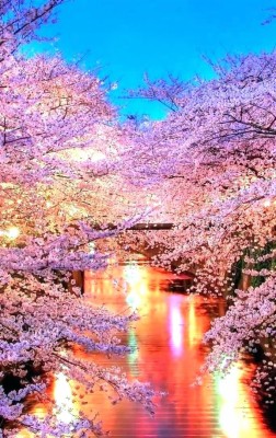 Japanese Blossom Wallpaper Cherry Blossom Wallpaper Anime 683x1080 Wallpaper Teahub Io