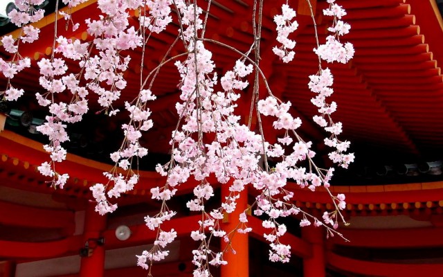 Cherry Blossom Wallpaper Japanese Hd - Cherry Blossom Wallpaper Night - 1024x576 Wallpaper