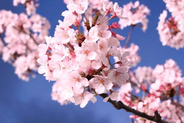 Sakura Flower Full Hd Wallpapers - Sakura Flower Wallpaper Hd ...