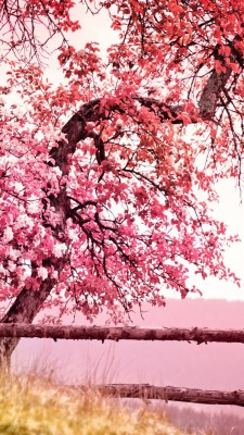 Cherry Tree And Volcano - 1280x720 Wallpaper - teahub.io