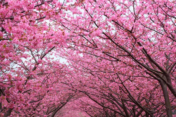 Cherry Blossom Tree Background - 3469x2116 Wallpaper - teahub.io