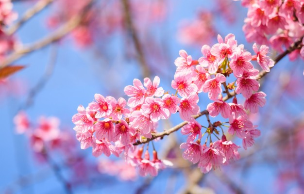 Photo Wallpaper Branches, Spring, Sakura, Flowering, - Cherry Blossom ...