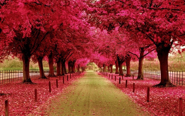 Wallpaper Trees, Benches, Flowers, Nature - Beautiful Nature Background ...