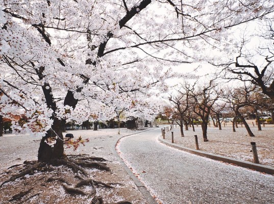 White Tree Beside Pathway Bloom Blossom Branches Cherry Blossom Winter 910x677 Wallpaper Teahub Io