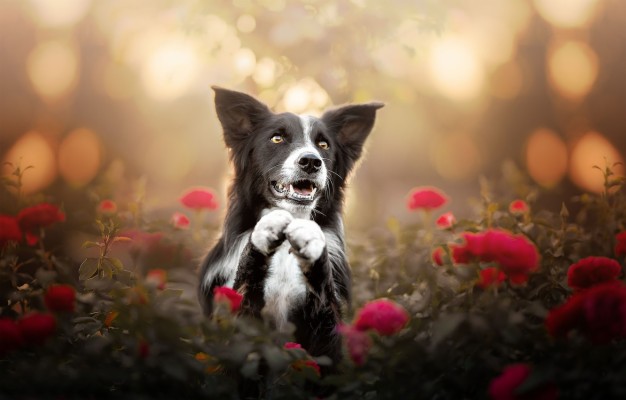 Photo Wallpaper Face, Flowers, Roses, Dog, Paws, Bokeh, - 1332x850 ...