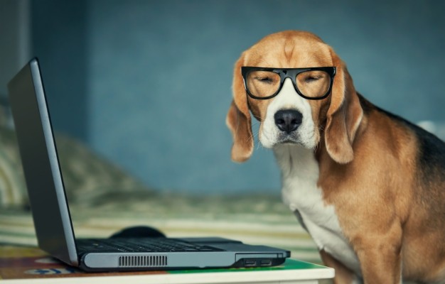 Photo Wallpaper Dog, Glasses, Laptop - Office Dog - 1332x850 Wallpaper ...