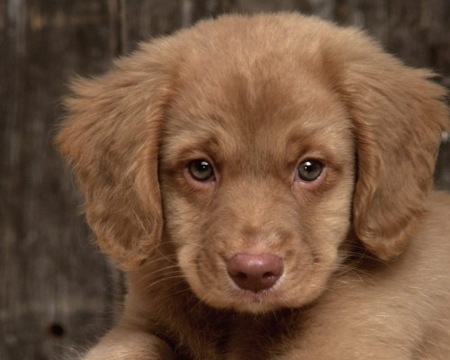 chocolate golden retriever