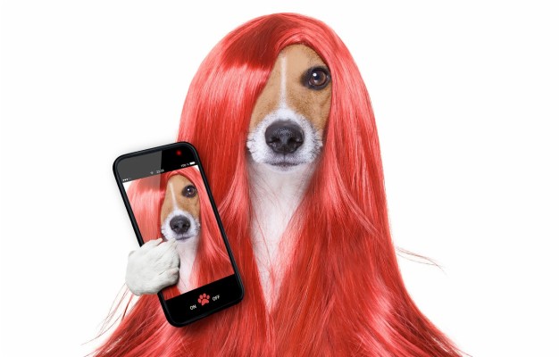 dog with red wig