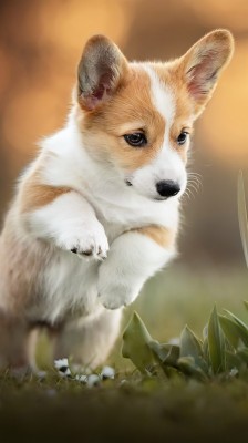 Corgi Phone Wallpaper Hd - 950x1689 Wallpaper - teahub.io