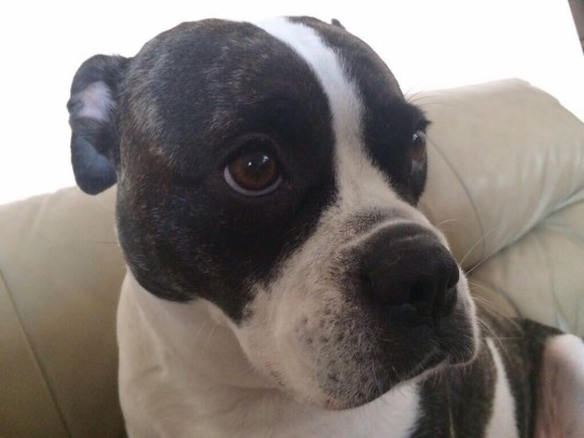 Annoying Dog - Cross-stitch - 1024x768 Wallpaper - teahub.io