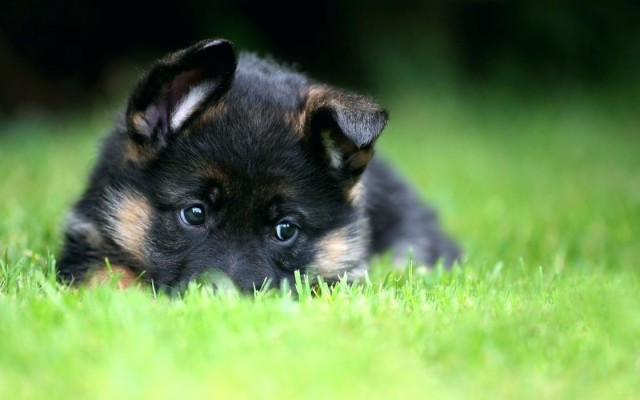 black german shepherd wallpaper