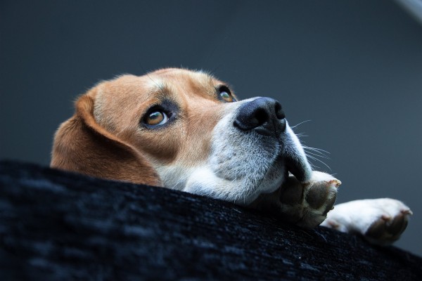 Dog Wallpaper Hd For Mobile - 950x1689 Wallpaper - teahub.io