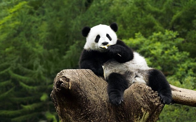 Free Download Panda Wallpaper Id - Desktop Cute Panda Wallpaper Hd ...