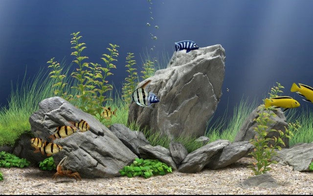 3d desktop aquarium screensaver for windows 8