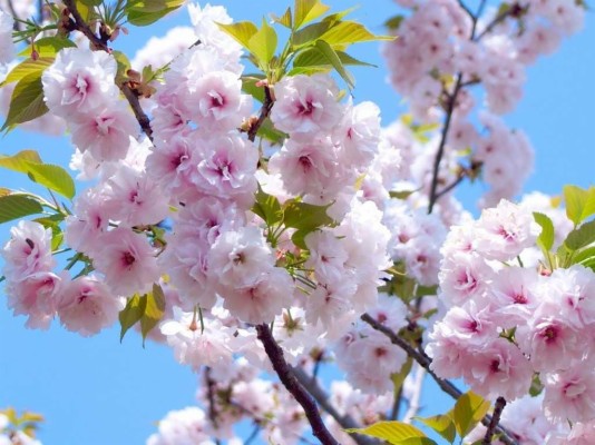 Bunga Sakura Dan Daun - 1024x767 Wallpaper - teahub.io