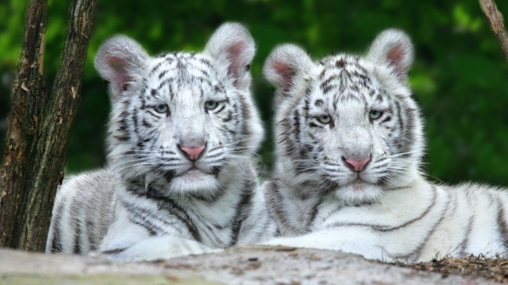 White Tiger Cubs Wallpaper - Wild Adorable Cute Animals - 1920x1080