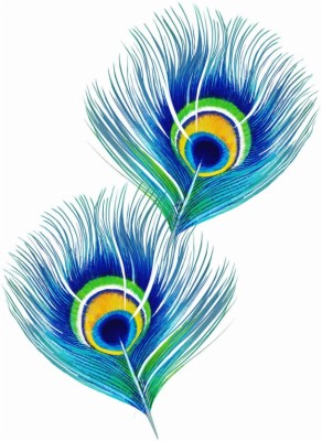 Single Hd Peacock Feather - 609x832 Wallpaper 