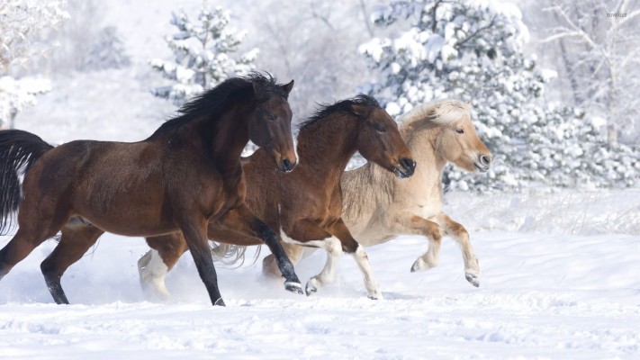 Montana Scenery With Horses - National Park - 1920x1080 Wallpaper ...