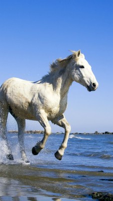 7 Horse Wallpaper Hd For Mobile - 1280x894 Wallpaper - teahub.io