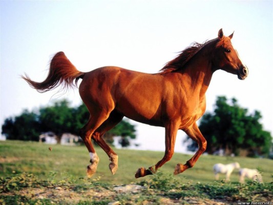 Chinese Horse - 1024x768 Wallpaper 