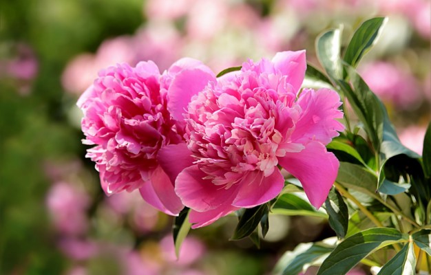 Photo Wallpaper Leaves, Blurred Background, Pink Peonies - Hoa Mẫu Đơn Trung Quốc Giả  - HD Wallpaper